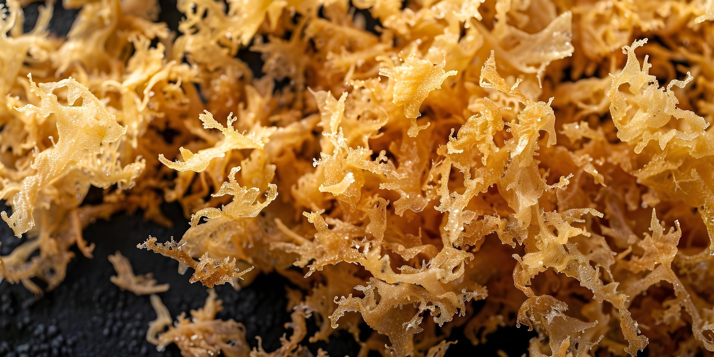 Unlocking the Power of the Ocean: Sea Moss Benefits and More