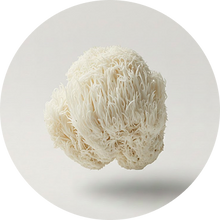 Lion’s Mane