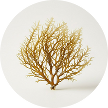 Sea Moss